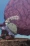 Nonton film Hunter x Hunter Season 2 Episode 100 terbaru di Dutamovie21 Nonton film Hunter x Hunter Season 2 Episode 100 terbaru di Dutamovie21