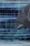 Nonton film Eyeshield 21 Season 1 Episode 100 terbaru di Dutamovie21 Nonton film Eyeshield 21 Season 1 Episode 100 terbaru di Dutamovie21