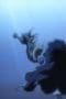 Nonton film One Piece Season 7 Episode 220 terbaru di Dutamovie21 Nonton film One Piece Season 7 Episode 220 terbaru di Dutamovie21