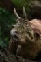 Nonton film Prehistoric Planet Season 1 Episode 5 terbaru di Dutamovie21 Nonton film Prehistoric Planet Season 1 Episode 5 terbaru di Dutamovie21