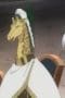 Nonton film Sacrificial Princess and the King of Beasts Season 1 Episode 14 terbaru di Dutamovie21 Nonton film Sacrificial Princess and the King of Beasts Season 1 Episode 14 terbaru di Dutamovie21