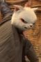 Nonton film White Cat Legend Season 1 Episode 5 terbaru di Dutamovie21 Nonton film White Cat Legend Season 1 Episode 5 terbaru di Dutamovie21
