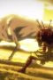 Nonton film Ushio and Tora Season 1 Episode 34 terbaru di Dutamovie21 Nonton film Ushio and Tora Season 1 Episode 34 terbaru di Dutamovie21