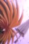 Nonton film Ushio and Tora Season 1 Episode 37 terbaru di Dutamovie21 Nonton film Ushio and Tora Season 1 Episode 37 terbaru di Dutamovie21