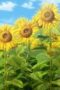 Nonton film Celestial Method Season 1 Episode 13 terbaru di Dutamovie21 Nonton film Celestial Method Season 1 Episode 13 terbaru di Dutamovie21