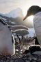 Nonton film Secrets of the Penguins Season 1 Episode 3 terbaru di Dutamovie21 Nonton film Secrets of the Penguins Season 1 Episode 3 terbaru di Dutamovie21