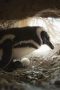 Nonton film Secrets of the Penguins Season 1 Episode 2 terbaru di Dutamovie21 Nonton film Secrets of the Penguins Season 1 Episode 2 terbaru di Dutamovie21