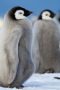 Nonton film Secrets of the Penguins Season 1 Episode 1 terbaru di Dutamovie21 Nonton film Secrets of the Penguins Season 1 Episode 1 terbaru di Dutamovie21